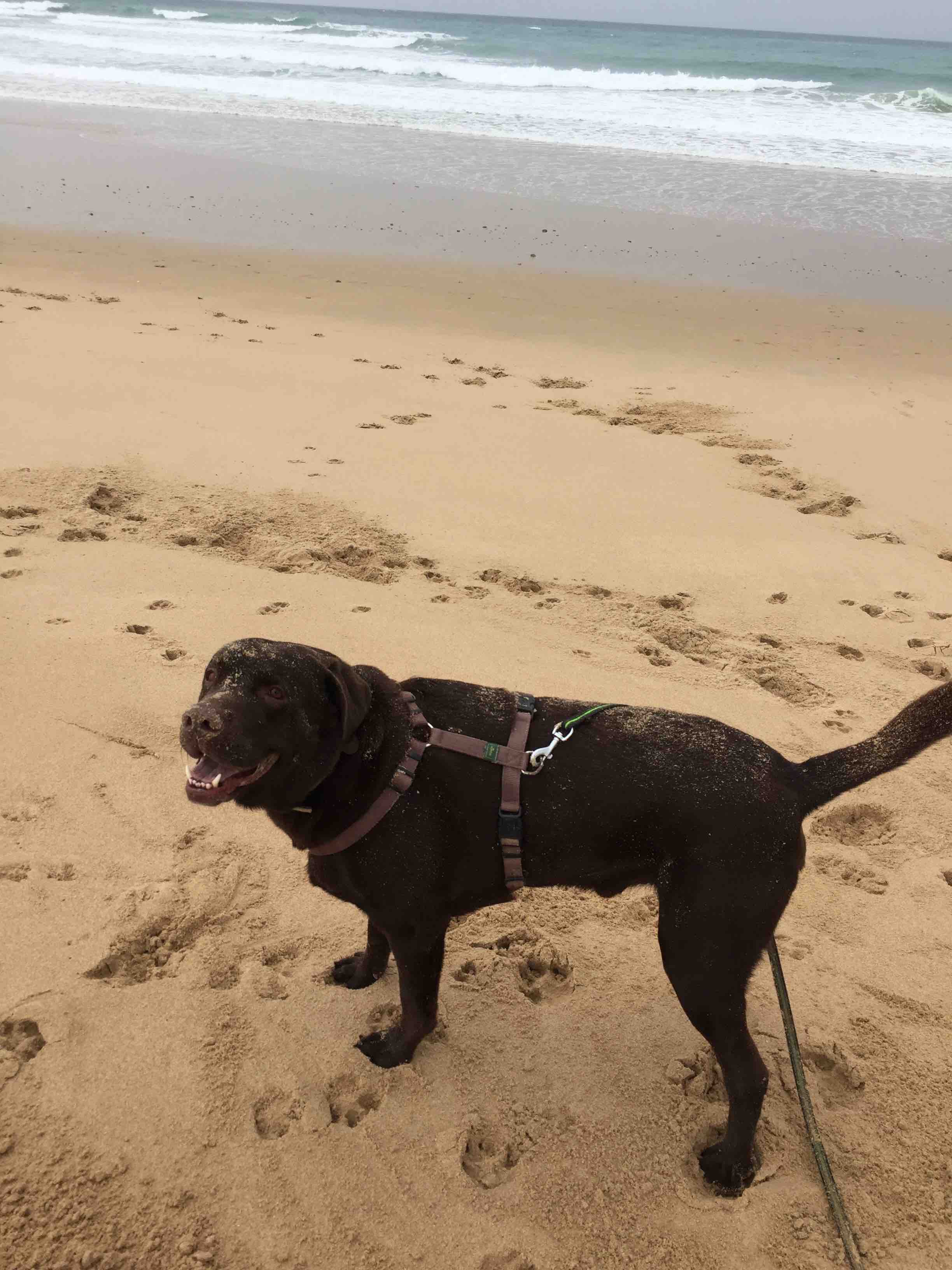 Nach dem Bad im Meer folgt ganz gl&uuml;cklich das Bad im Sand. Hund gl&uuml;cklich, seine Menschen happy.