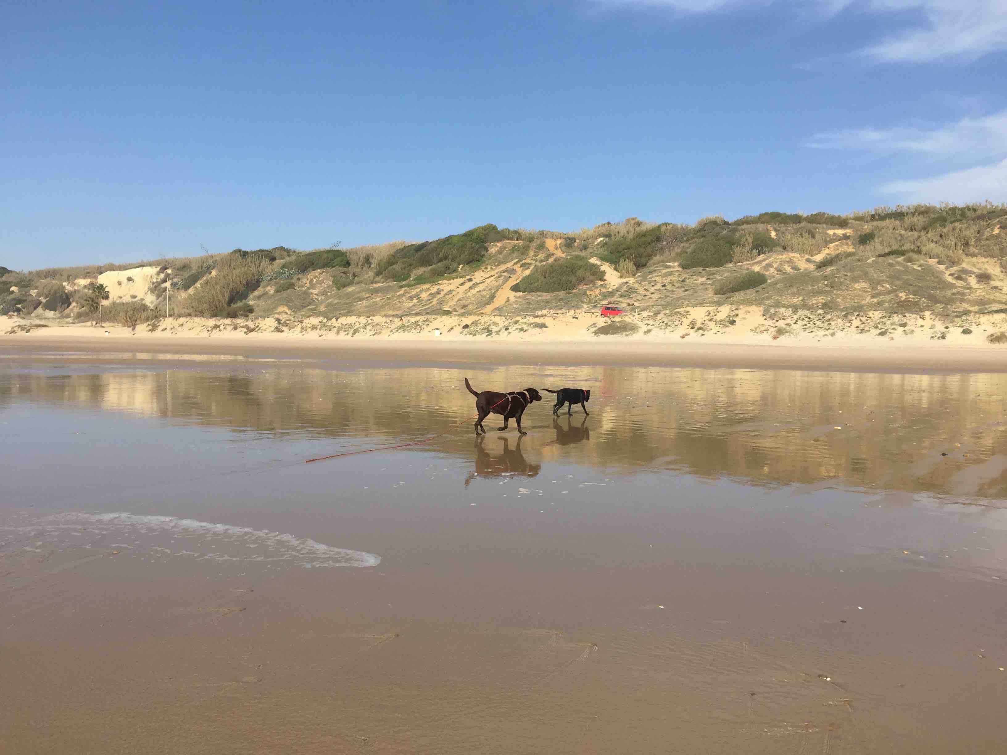 Ben tobt mit Mora &uuml;ber den Playa Fontanilla