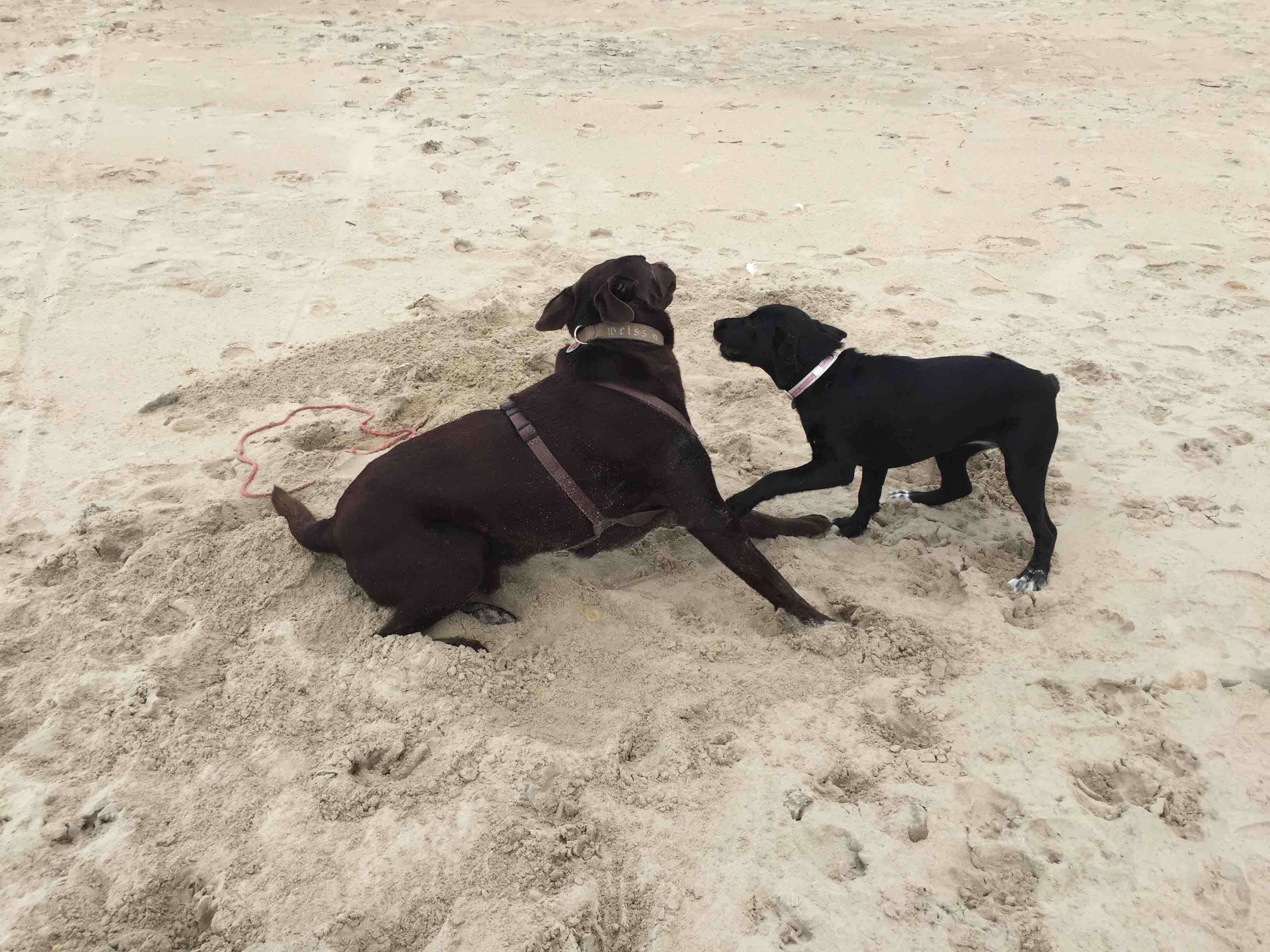 Ben mit einer seiner Hundebekanntschaften Mora