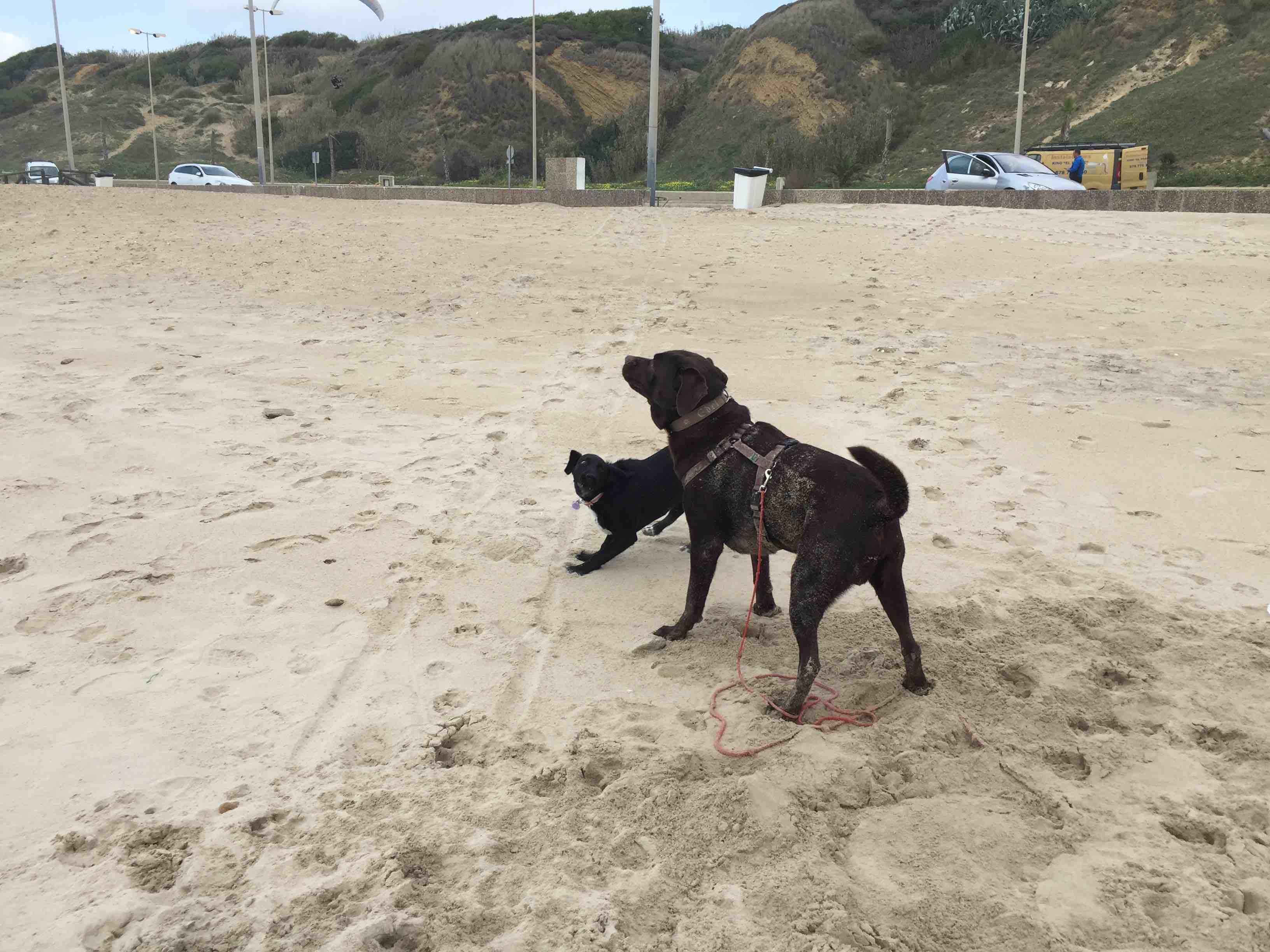 Ben und die f&uuml;nf Monate alte Mora.