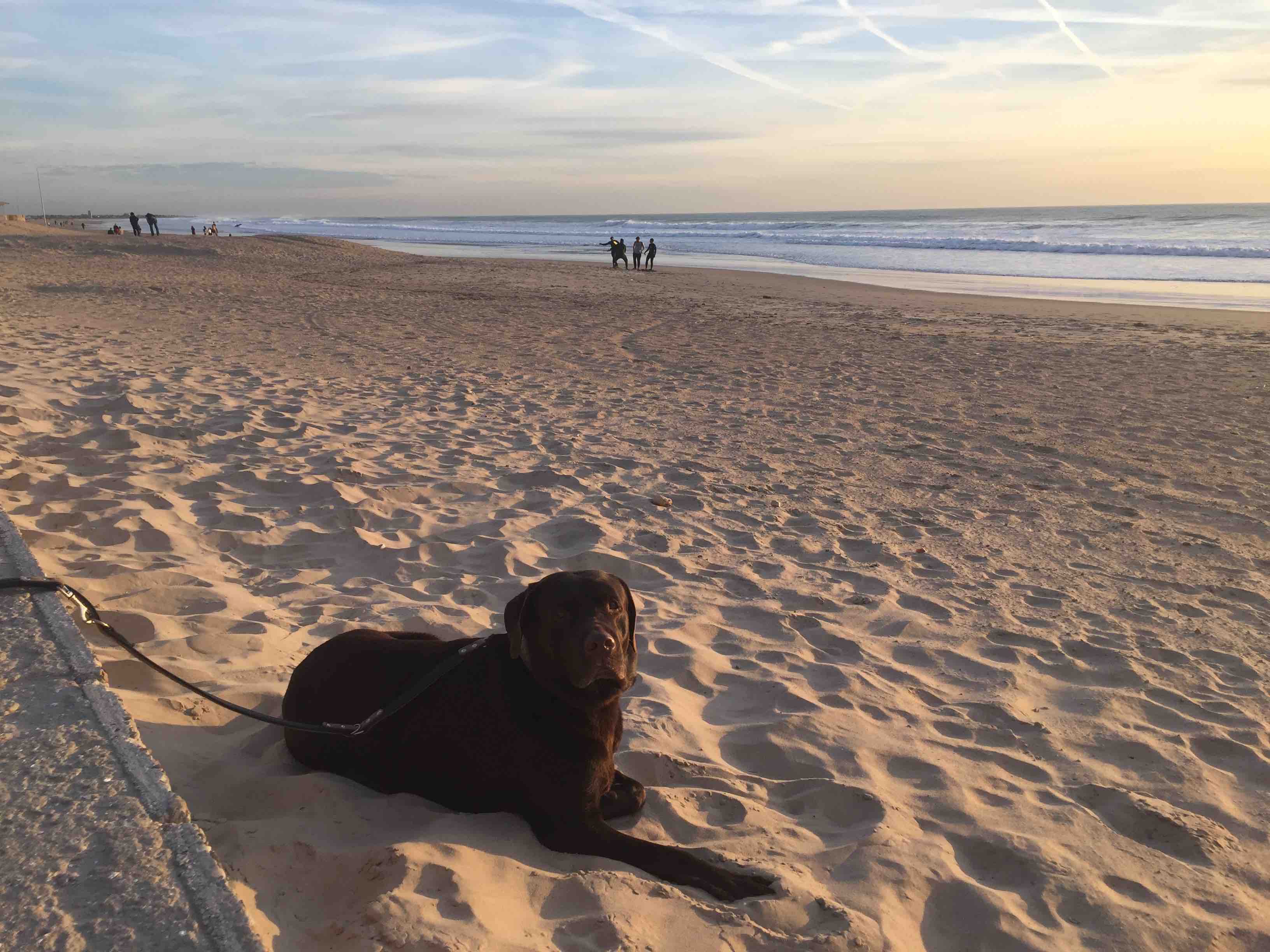 Wenn Ben hier an der Fontanilla nach seinem Bad im Meer in der Sonne im warmen Sand badet krieg ich ihn hier nicht mehr weg...