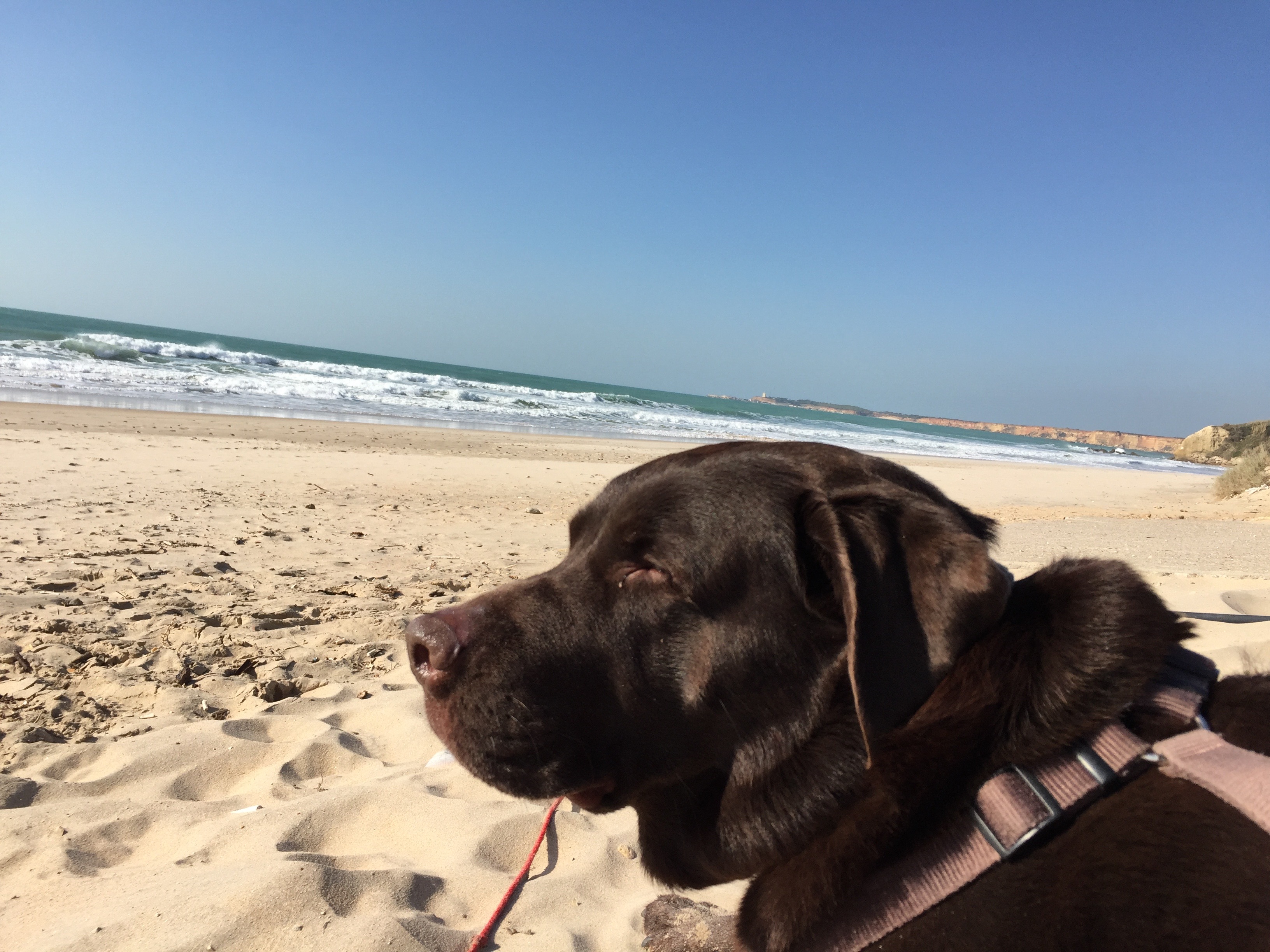 Ben genie&szlig;t das Sonnenbad und das Bad am Meer - und will wohl noch was braun werden...