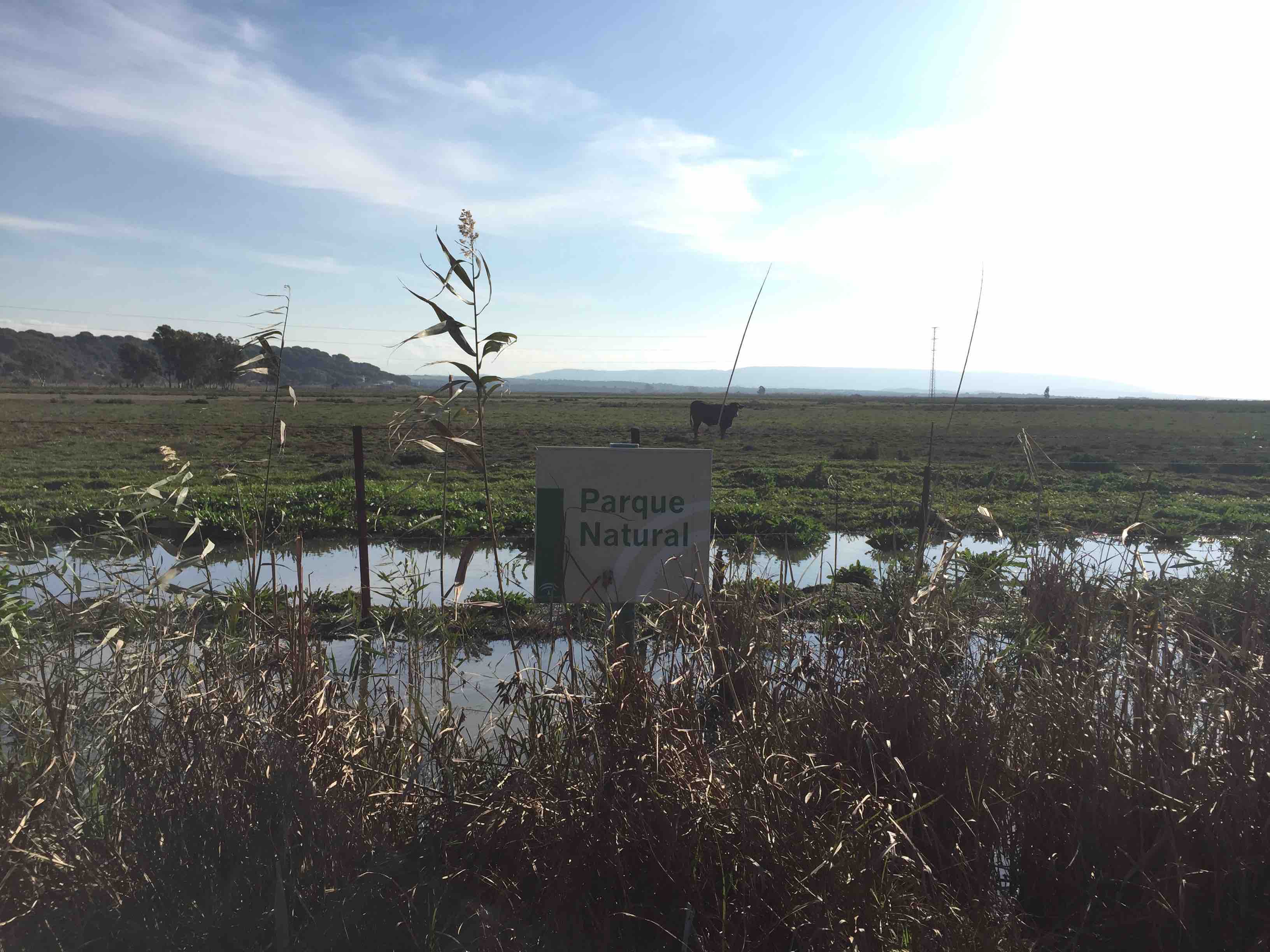 Die Marismas von Barbate: Rinder, gr&uuml;ne Auen und ein stinkender Flu&szlig;, den Ben nicht betreten durfte.