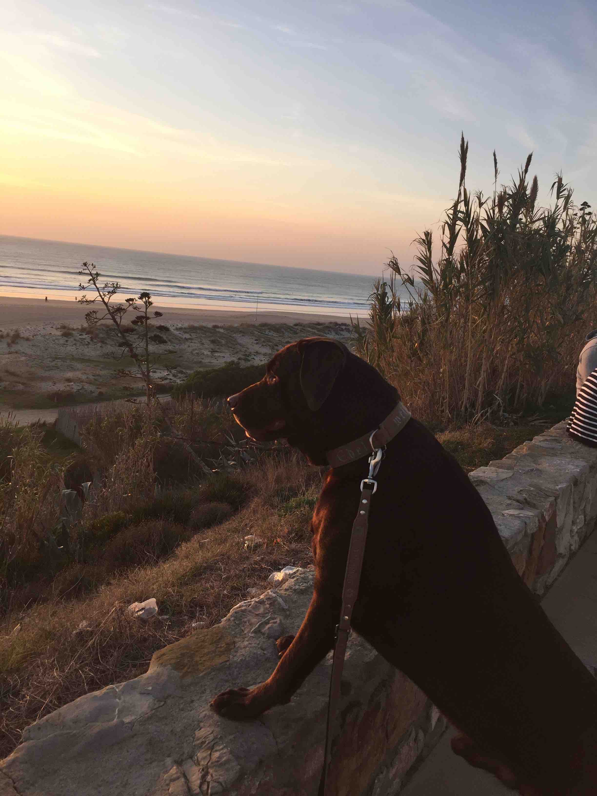 Ben genie&szlig;t auch den Blick aufs Meer, wie hier am 2. Weihnachtstag